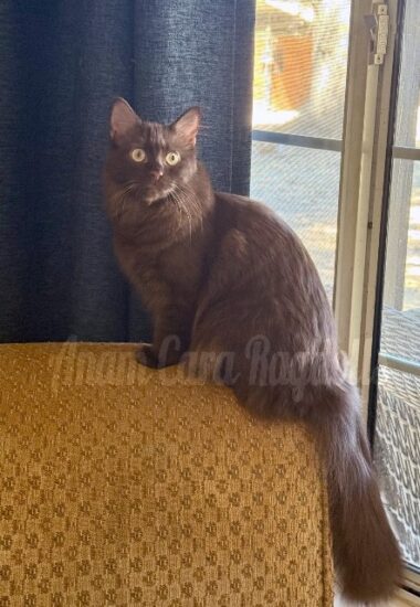 Available ragdoll kitten CA