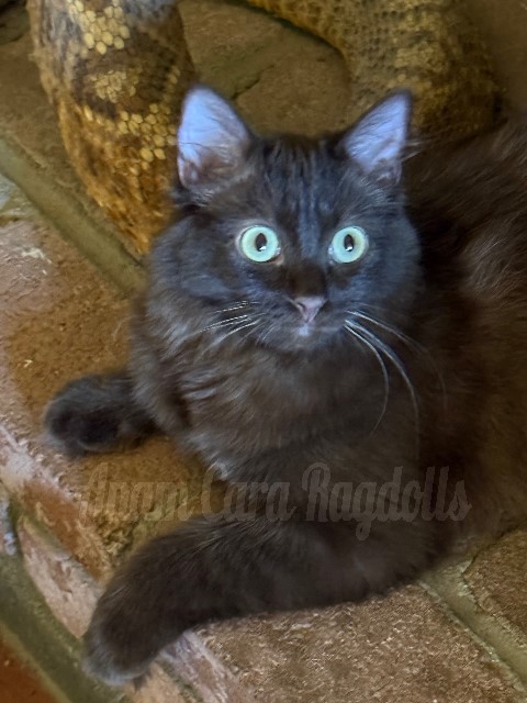 Available ragdoll kitten CA