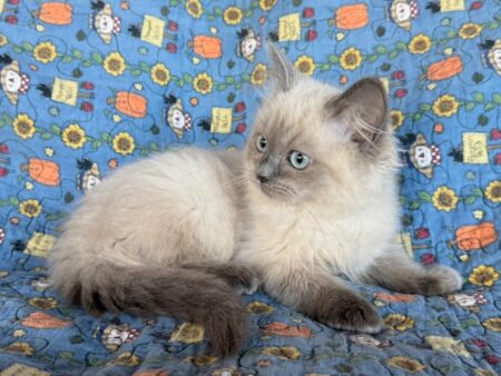 Available ragdoll kitten CA