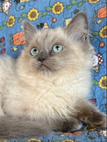 Available ragdoll kitten CA
