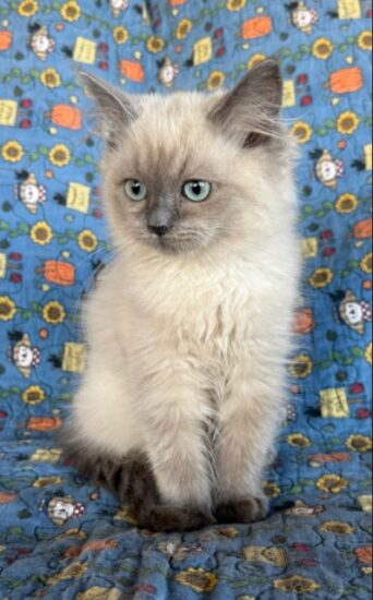 Available ragdoll kitten CA