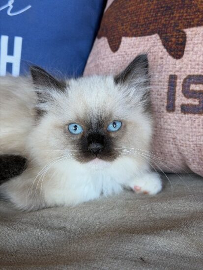 Available ragdoll kitten CA