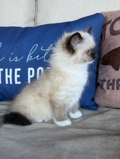 Available ragdoll kitten CA
