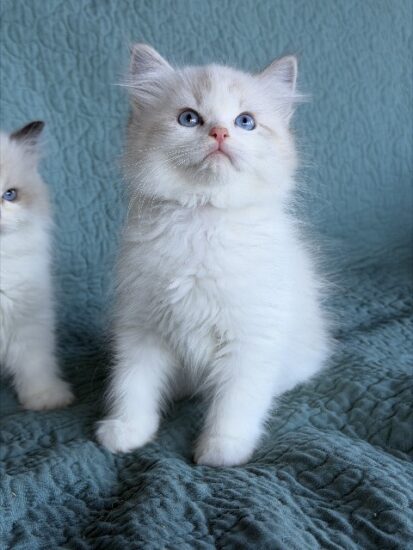 Available ragdoll kitten CA