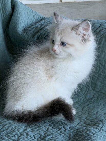 Available ragdoll kitten CA