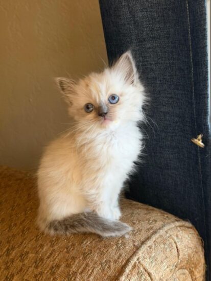 Available ragdoll kitten CA