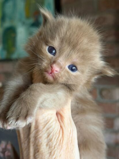 Available ragdoll kitten CA