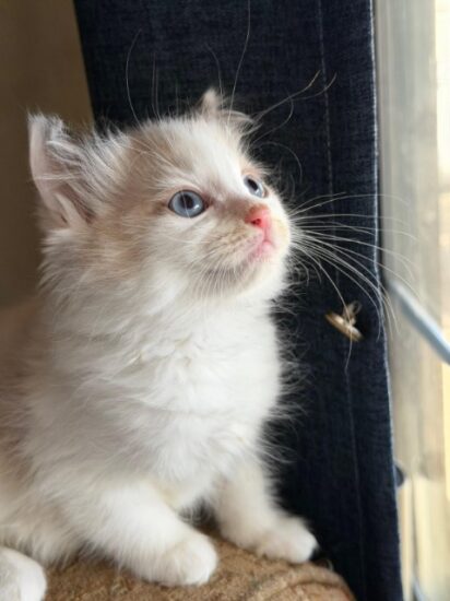 Available ragdoll kitten CA