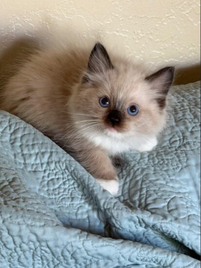 Available ragdoll kitten CA