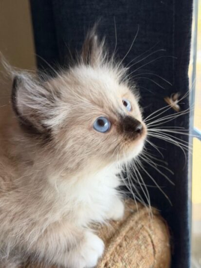 Available ragdoll kitten CA