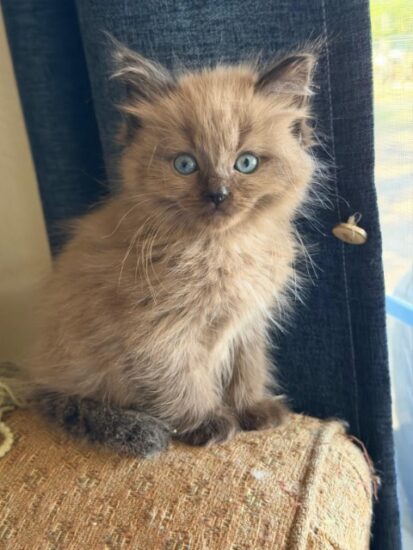 Available ragdoll kitten CA