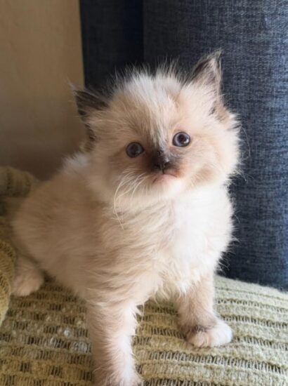 Available ragdoll kitten CA