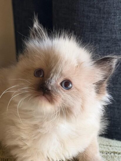 Available ragdoll kitten CA