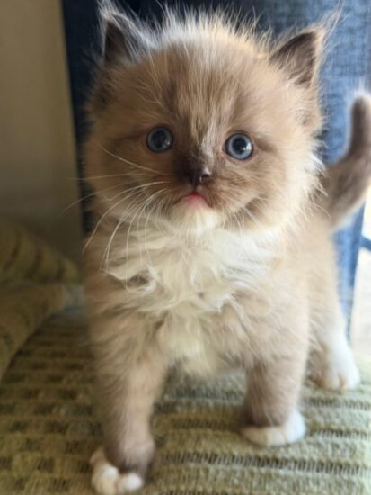 Available ragdoll kitten CA