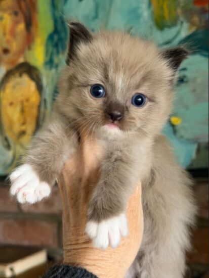 Available ragdoll kitten CA