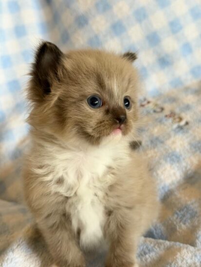Available ragdoll kitten CA