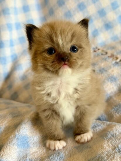 Available ragdoll kitten CA