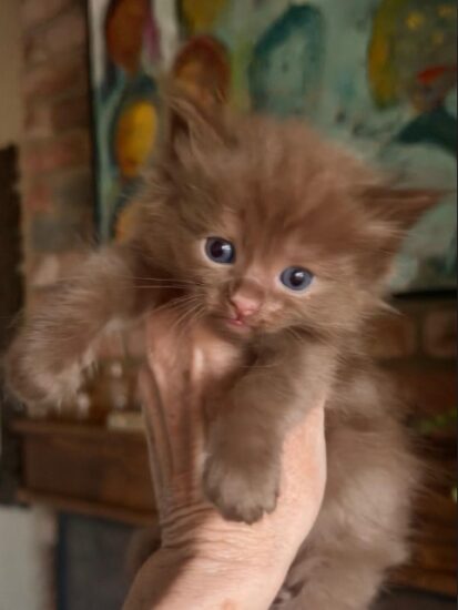 Available ragdoll kitten CA