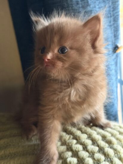 Available ragdoll kitten CA