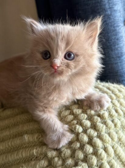 Available ragdoll kitten CA