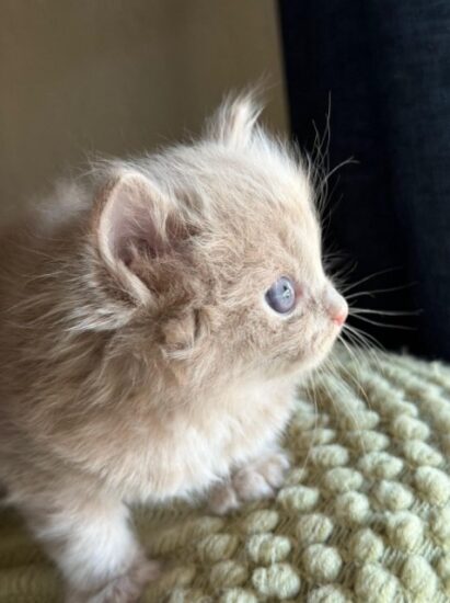 Available ragdoll kitten CA