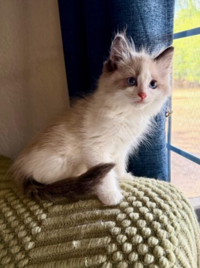 Available ragdoll kitten CA