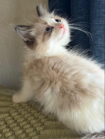 Available ragdoll kitten CA