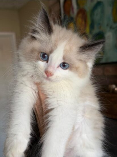 Available ragdoll kitten CA