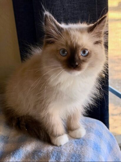 Available ragdoll kitten CA