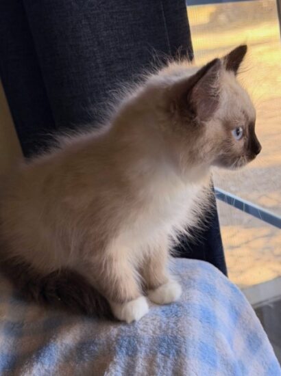 Available ragdoll kitten CA