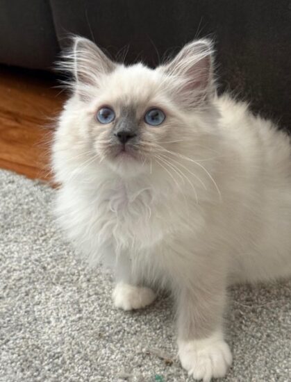 Available ragdoll kitten CA
