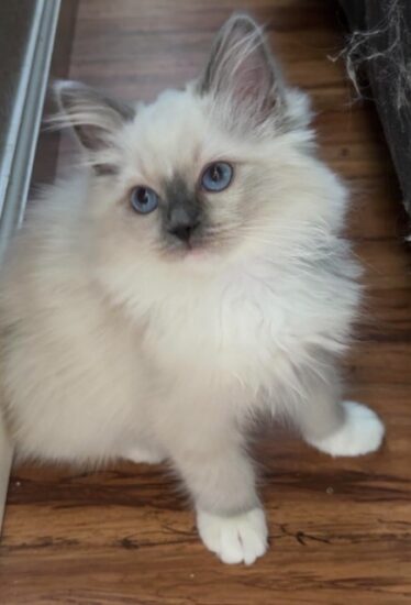 Available ragdoll kitten CA