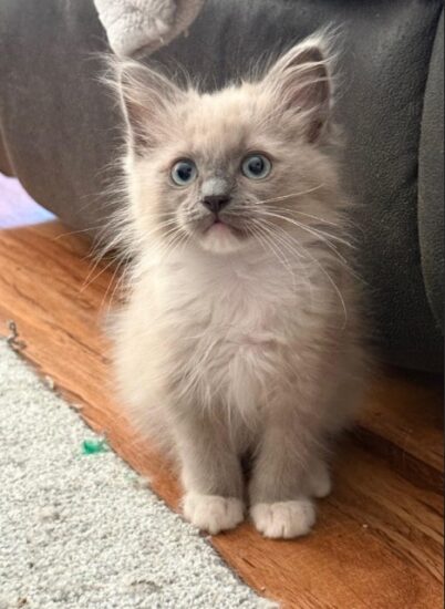 Available ragdoll kitten CA