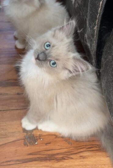 Available ragdoll kitten CA