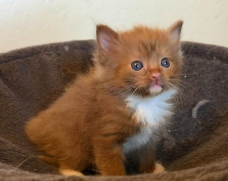 Available ragdoll kitten CA