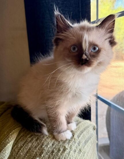 Available ragdoll kitten CA
