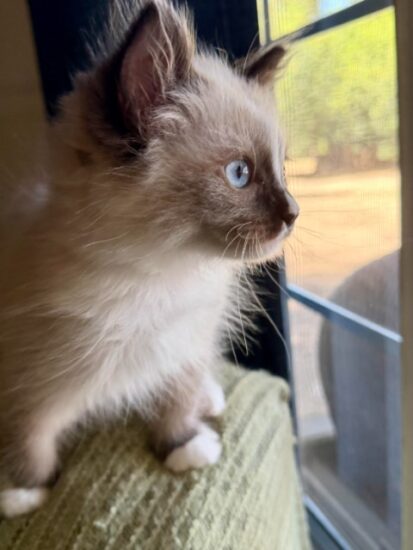 Available ragdoll kitten CA