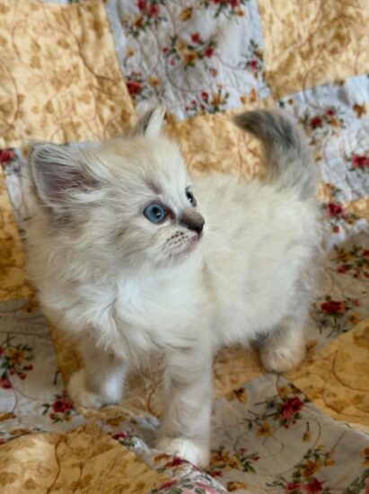 Available ragdoll kitten CA