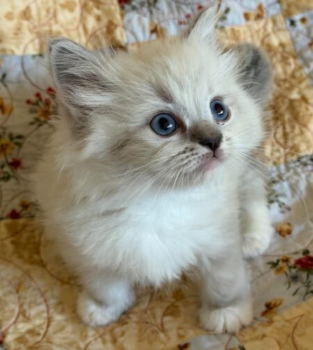 Available ragdoll kitten CA