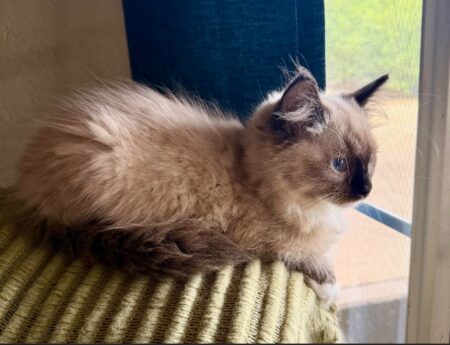 Available ragdoll kitten CA
