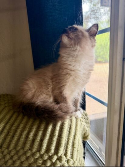 Available ragdoll kitten CA