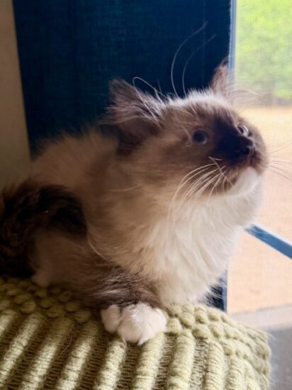 Available ragdoll kitten CA