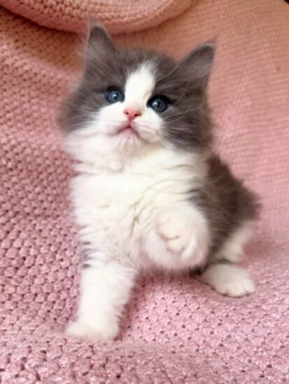 Available ragdoll kitten CA