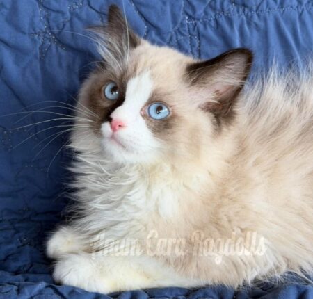 Available ragdoll kitten CA