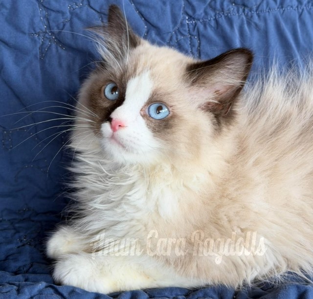 Available ragdoll kitten CA