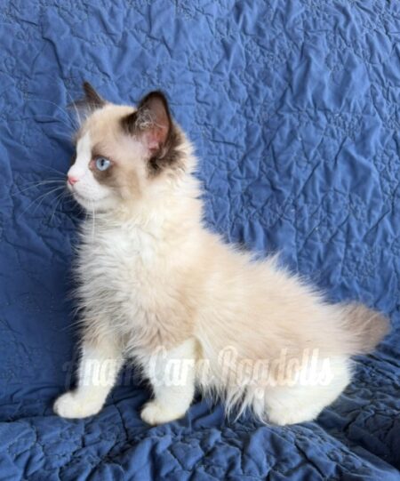 Available ragdoll kitten CA
