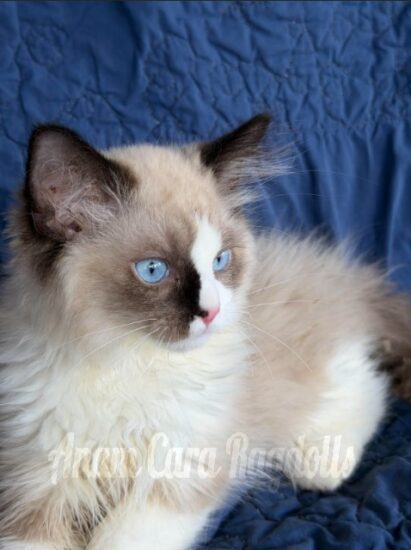 Available ragdoll kitten CA