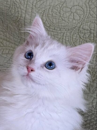 Available Ragdoll Kitten Riverside CA
