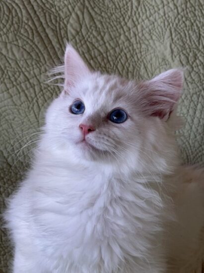 Available Ragdoll Kitten Riverside CA