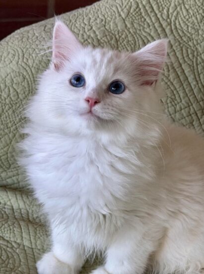 Available Ragdoll Kitten Riverside CA